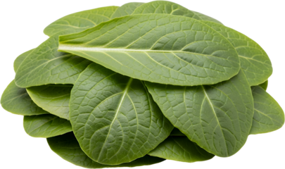 A pile of fresh green tobacco leaves with visible veins and textures isolate green leaves plant agriculture