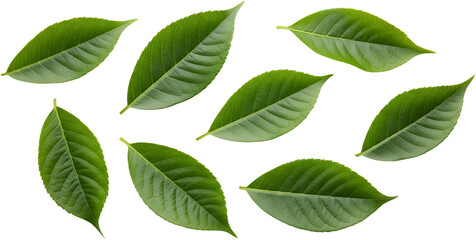 Fototapeta premium Eight Green Leaves With Serrated Edges Arranged On A Transparent Background Isolate Green Leaf Nature Plant