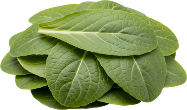 A pile of fresh green tobacco leaves with visible veins and textures isolate green leaves plant agriculture