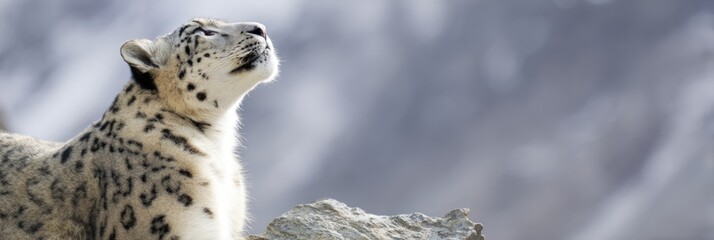 Snow leopard looking up