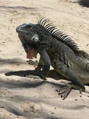 Close Up of Green Iguana with Spiky Crest