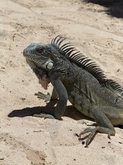 Wild Iguana Resting on Tropical Beach Sand