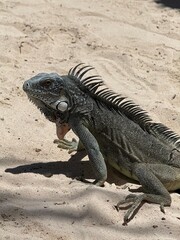 Green iguana on sandy beach under the sun