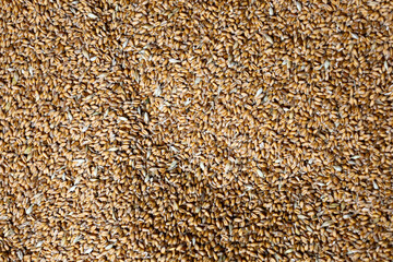 An abstract shot shows a close-up of dry wheat grains that evenly fill the entire frame. This texture symbolizes harvest, abundance, and agricultural production.