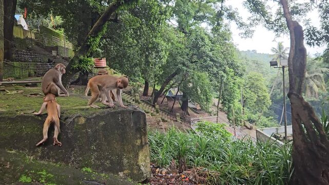 Rhesus macaque (Macaca mulatta) is a social, intelligent Old World monkey native to Asia, known for its adaptability to diverse environments, including urban settings. Odisha, India