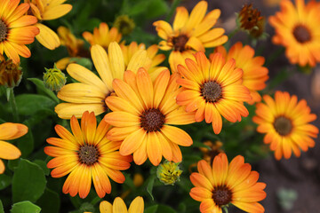 A group of orange and yellow daisy-like flowers grows in a garden, creating a bright and joyful composition. The photo conveys a sense of warmth and positivity, symbolizing summer and sunshine.
