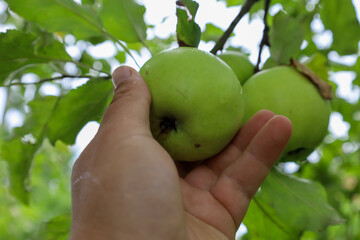 A human hand carefully picks a green apple from a branch where other fruits hang. The photo conveys a sense of harvest and care, highlighting the connection between humans and nature.