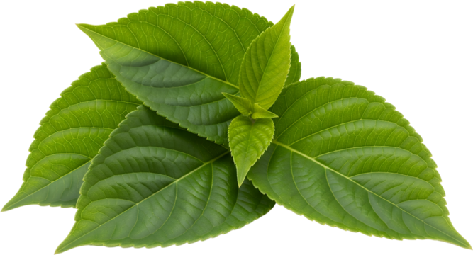 Vivid green plant leaves with intricate vein patterns isolate Green leaves nature leaf foliage veins