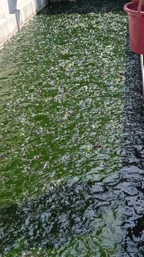 Feeding catfish in a pond, showing traditional aquaculture practice, freshwater fish farming, and daily care of lele fish in Indonesia.