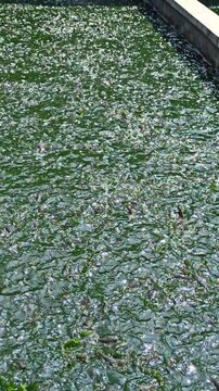 Feeding catfish in a pond, showing traditional aquaculture practice, freshwater fish farming, and daily care of lele fish in Indonesia.