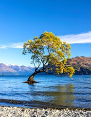Fototapeta premium A lone, vibrant tree stands in tranquil waters