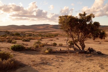 Desert landscape at golden hour
