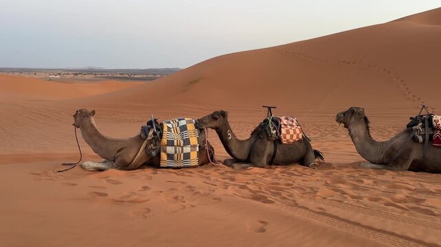 Three camels resting in the Sahara Desert Morocco North Africa wildlife desert animals