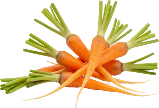 A pile of fresh whole carrots with green leafy tops scattered and overlapping isolate vegetable root vegetable