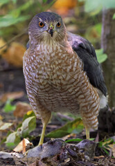 Cooper's Hawk with his prey in the forest, Canada