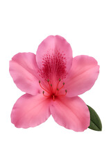 Fototapeta premium Isolated Azalea Flower High quality Realistic image