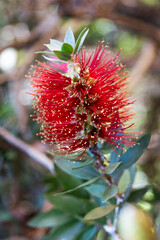 A close-up of a vibrant red bottlebrush flower. Its spiky bristles, tipped with yellow, are in sharp focus, while the green leaves and blurred, leafy background create a soft bokeh effect.