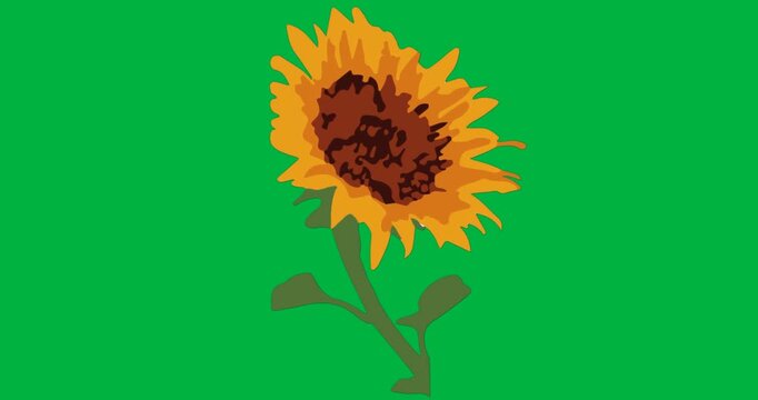 Sunflower vector on transparent background, displaying yellow orange petals, green stem for design