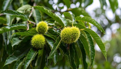 Close up of green chestnut burrs growing on a tree branch with fresh green leaves in a natural outdoor summer scene