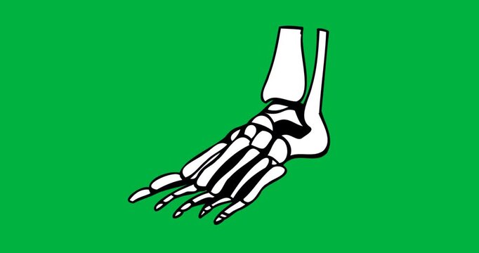 Foot bones with tarsals and metatarsals displaying diagonally on transparent background for health