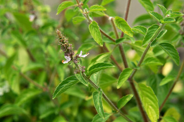 Bunch of Thai Basil plant or Ocimum basilicum growing healthy in Australia with warm weather during summer  