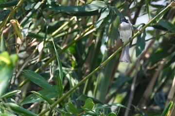Fototapeta premium Light-vented Bulbul resting on bamboo in Taipei City
