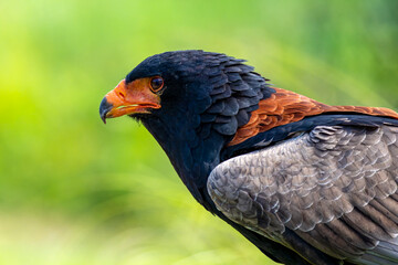 Gaukler - Greifvogel 
