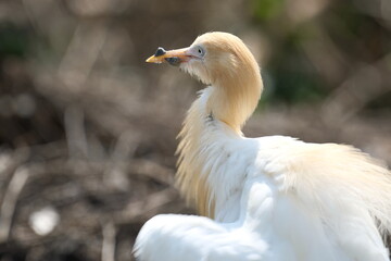 Cattle Egret in breeding plumage with prey in Taipei City