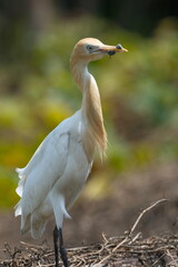 Cattle Egret breeding plumage portrait in Taipei City