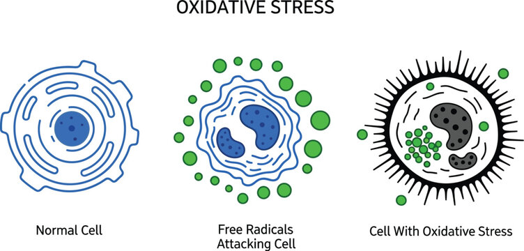 Understanding oxidative stress and free radical damage cells