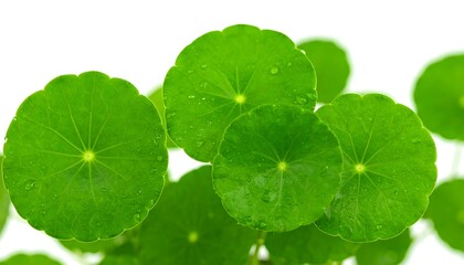 Close-up of vibrant green leaves (3)