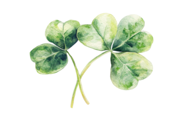 Green four leaf clover isolated on transparent background. Watercolor green four leaf isolated on white background.