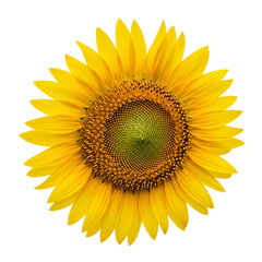Fototapeta premium Close-up of a Vibrant Sunflower Isolated on Transparent Background