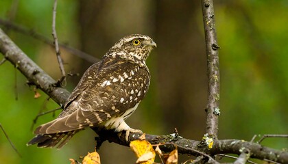 Bird perched on branch in autumn forest