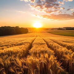 Golden wheat field at sunset (2)