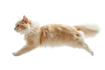 Fluffy ginger cat running with its tail held high isolated on transparent background. Cat running and walking view from the side isolated on white background.