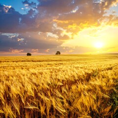 Golden wheat field at sunset (3)