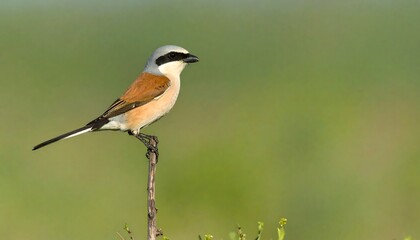 Bird perched on branch, soft colors