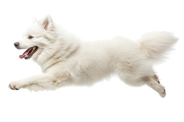 Happy samoyed dog running and jumping isolated on transparent background. Happy excited samoyed dog in running pose isolated on white background.