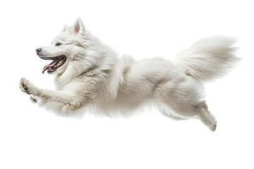 Happy samoyed dog running and jumping isolated on transparent background. Happy excited samoyed dog in running pose isolated on white background.