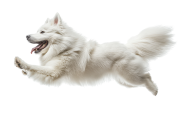 Happy samoyed dog running and jumping isolated on transparent background. Happy excited samoyed dog in running pose isolated on white background.