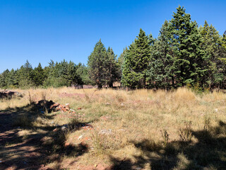 Sunny Forest Walk – Evergreen Trees & Dry Golden Grass