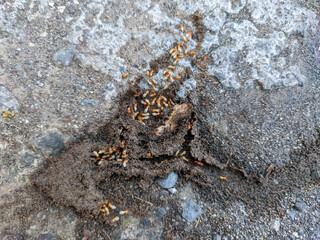 A close-up of a termite colony swarming from a nest on a rough gray concrete ground. The tiny orange and white termites are visible in a bustling group, highlighting their industrious.