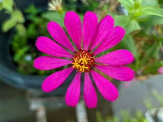 A vibrant fuchsia zinnia flower, centered with a golden-yellow and brown middle. Its delicate...