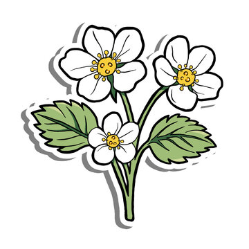Hand Drawn Three Strawberry Flowers with Leaves on White Silhouette and Gray Shadow. Vector Illustration about Nature.