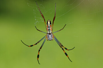 A banded-legged golden orb web spider (Nephila senegalensis) in web, South Africa