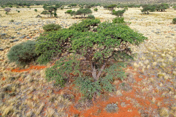 An African camel-thorn tree (Vachellia erioloba) in open savannah, South Africa