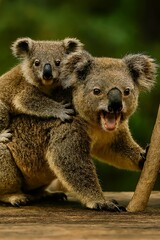 Obraz premium A mother koala affectionately carries her joey on her back, amidst a lush green backdrop.