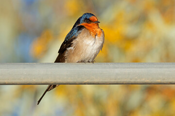 A colorful welcome swallow (Hirundo neoxena) perched on a metal rail, South Australia