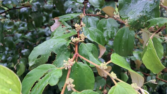 Green jujube plant with dew drops, young leaves and buds on a rainy day.